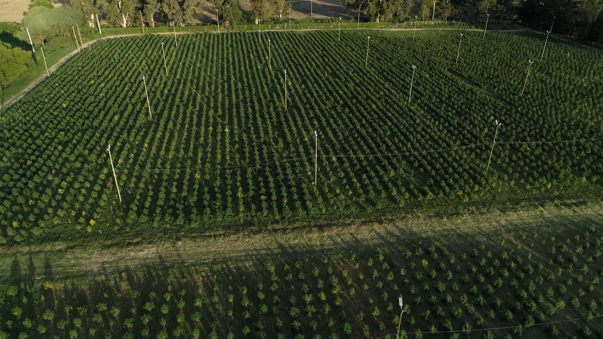 PLantación de Cannabis medicinal en Jujuy Argentina